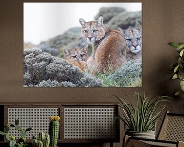 Puma supported by the family by Lennart Verheuvel