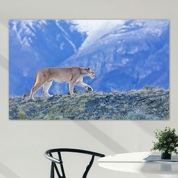 Puma in the mountains