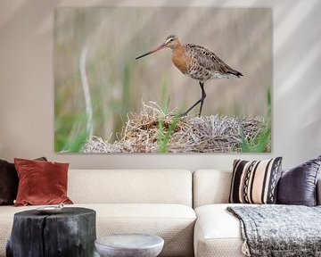 Black-tailed Godwit by Mark van der Walle