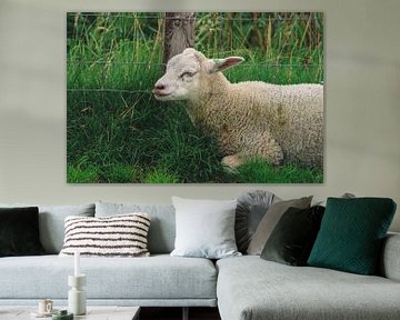 Ruhendes Lamm auf einer Wiese auf Texel Niederlande von Martin Albers Photography