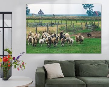 troupeau de moutons dans une prairie de l'île des Wadden Texel Pays-Bas sur Martin Albers Photography