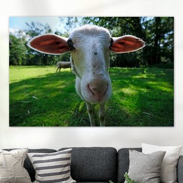 Mouton grand angle sur Borg Enders