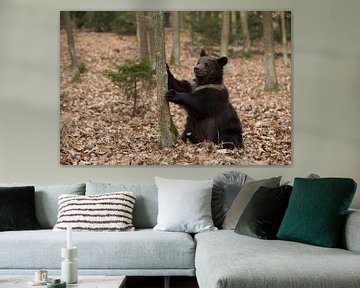 Europese bruine beer ( Ursus arctos ), speels jong dier, zit op zijn dikke kont in het bos.