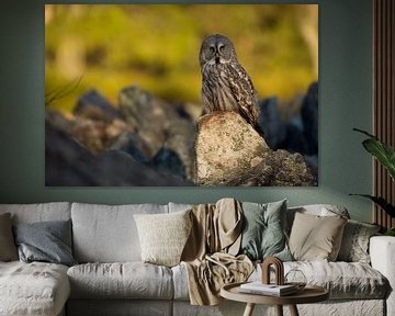 Great Grey Owl ( Strix nebulosa ) perched on a rock on a clearing, watching, Europe. by wunderbare Erde