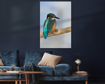 Kingfisher (Alcedo atthis) kijkend over de schouder, achteraanzicht van vliegende edelsteen, wild, E van wunderbare Erde