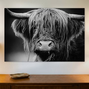 schottischer Highlander von Mark van der Walle