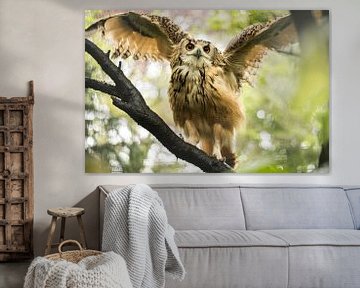 Owl spreading its wings