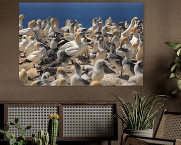 Gannet Colony van Anne Vermeer
