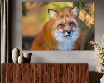 Fox by Dennis Eckert