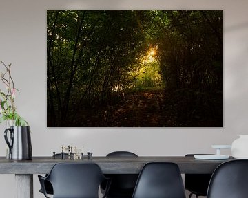 Zon door de bomen