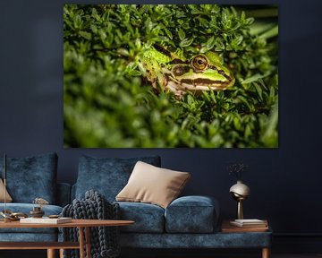 Frogs in the garden by Wilco Snoeijer