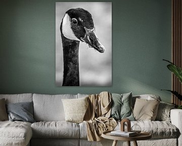 Portrait of a Canadian goose