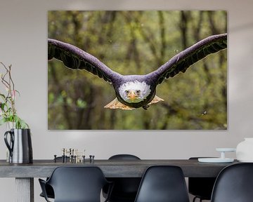 American Bald eagle by Jan Hoekstra