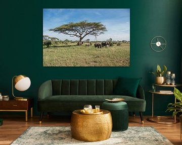 Group of elephants by Menno Selles