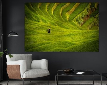 Rice fields by Jeroen Mikkers
