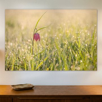 Wilde Kievitsbloem (Fritillaria meleagris)