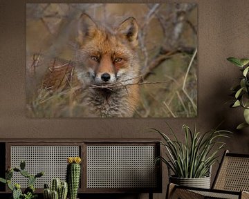 Portret vos van Wesley Klijnstra