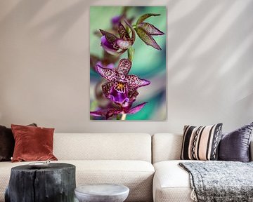 Orchidee von Steffen Gierok