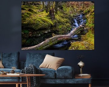 Wald mit fließendem Bach in den schottischen Highlands von gaps photography
