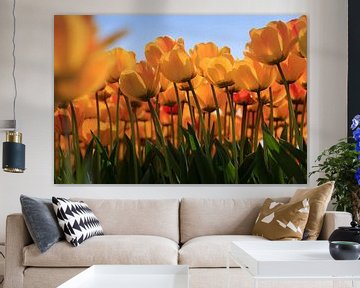 Dutch tulips in full bloom during spring by gaps photography