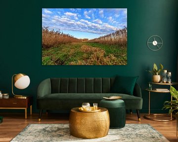 Perspektive auf eine typisch holländische Landschaft mit Gras, Schilf, blauer Himmel mit Wolken