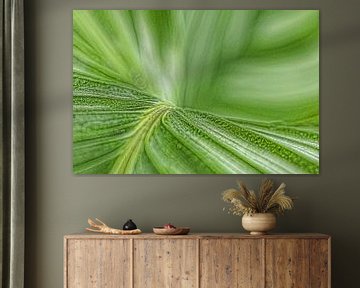 Groen blad | kamerplant van Marianne Twijnstra-Gerrits