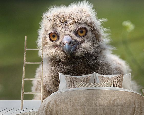 Aperçu de la chambre