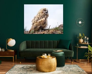 hibou grand-duc d'Europe sur Loek Lobel