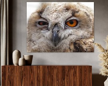 hibou grand-duc d'Europe sur Loek Lobel