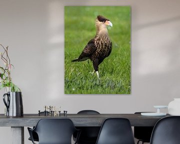 caracara huppé sur Loek Lobel