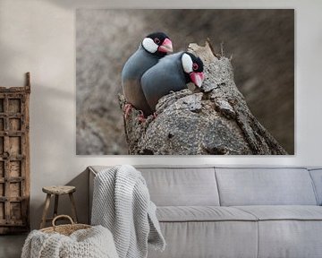 Paar Reisvögel von Beschermingswerk voor aan uw muur