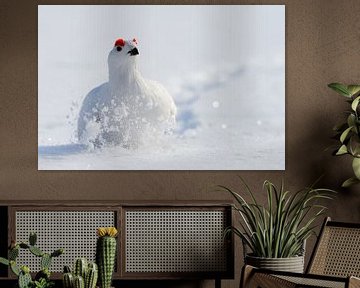 Männlicher Sumpfschneehuhn im Winterkleid von Beschermingswerk voor aan uw muur