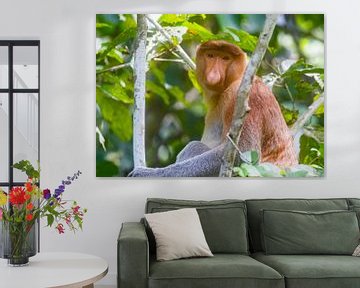 Proboscis Monkey by Lennart Verheuvel