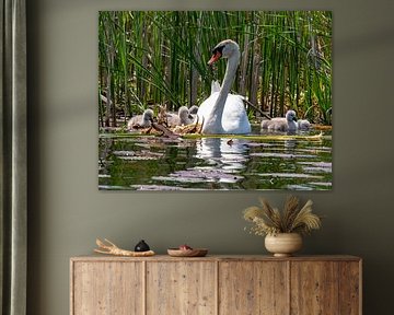 Famille Swan