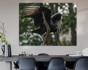 Black Vulture by Loek Lobel