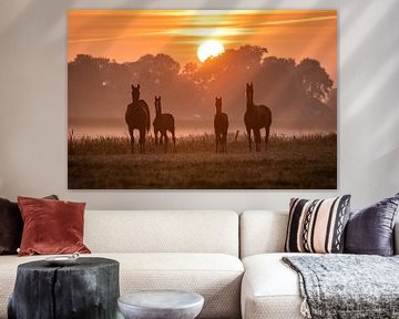 Horses at foggy sunrise
