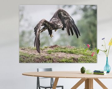 Young American White-tailed Eagle by Loek Lobel