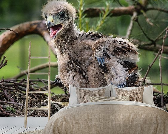 Aperçu de la chambre