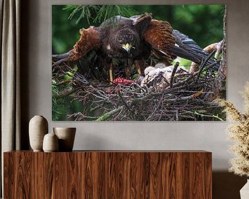 Jonge Woestijnbuizerd met volwassen Woestijnbuizerd van Loek Lobel