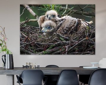 Young Desert Buzzard by Loek Lobel