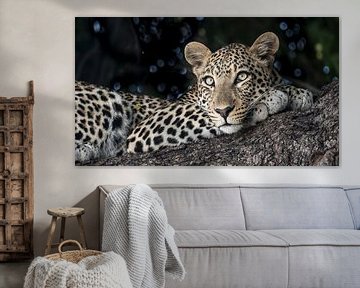 Leopard im Chobe N.P. Botswana von t.a.m. postma