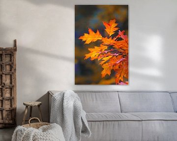 Feuilles d'automne, rouge orangé sur Herman Kremer