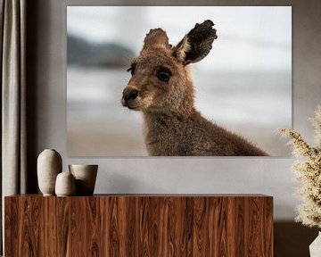 Schattige kangoeroe kijkt in de camera op Cape Hillsborough Australie van Twan Bankers