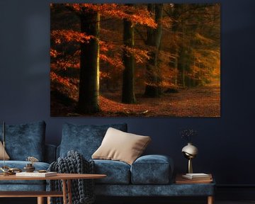 Herfst kleuren in de bossen bij Gasselte, The Netherlands van Bas Meelker