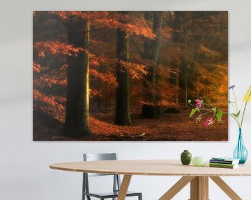 Herfst kleuren in de bossen bij Gasselte, The Netherlands van Bas Meelker
