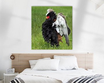 Bateleur van Loek Lobel