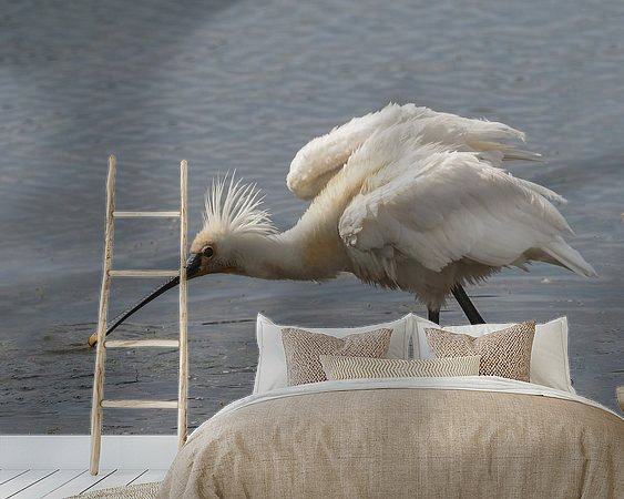 Aperçu de la chambre