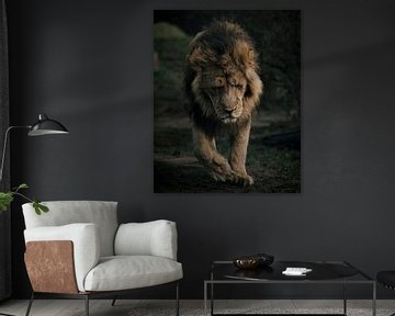 Depressed Lion walks lonely by Patrick van Bakkum