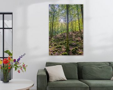 Lumière du matin dans la forêt suédoise sur Bianca Kramer