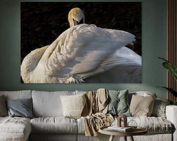 White Swan, Mute Swan by Loek Lobel
